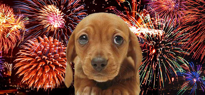 firework-puppy